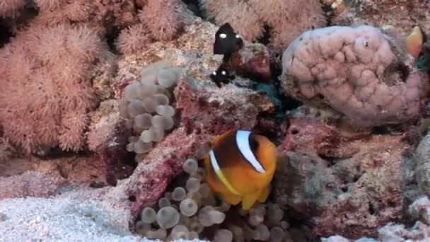 Unterwasser-Relax-Video in reinem Transparent des roten Meeres. — Stockvideo