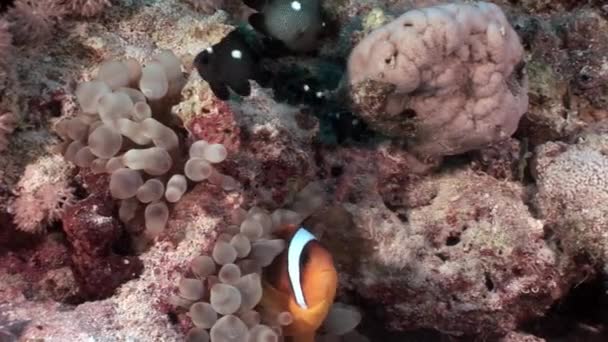 Bajo el agua relajarse vídeo en puro transparente de Mar Rojo . — Vídeos de Stock