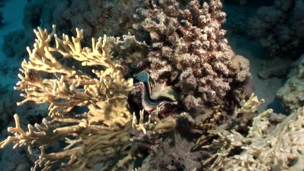 Vidéo de détente sous-marine sur le récif corallien de la mer Rouge . — Video