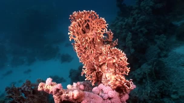 Подводный отдых видео в чистом прозрачном Красного моря . — стоковое видео