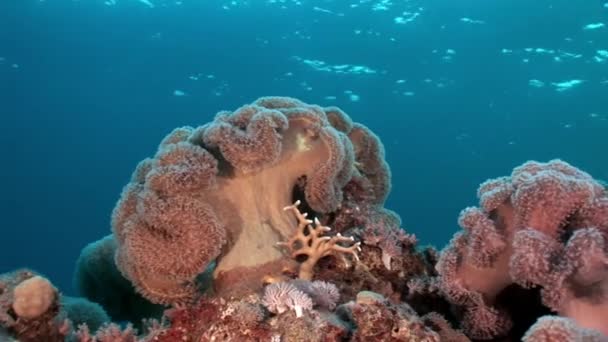 Bajo el agua relajarse vídeo en puro transparente de Mar Rojo . — Vídeos de Stock