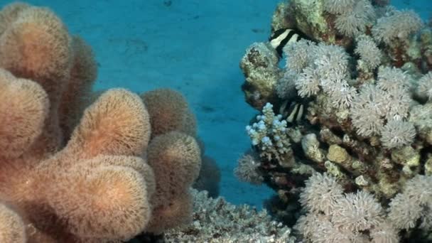 Corallo subacqueo del Mar Rosso . — Video Stock