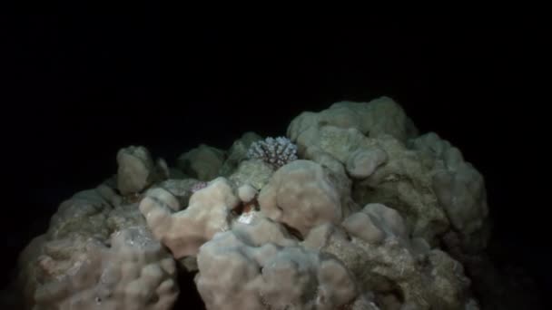 Weißer Oktopus aeginae getarnt auf sandigem Grund unter Wasser rotes Meer. — Stockvideo