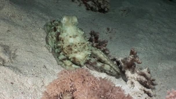 Aeginae bílá chobotnice přestrojený na písčitém dně pod vodou červené moře. — Stock video