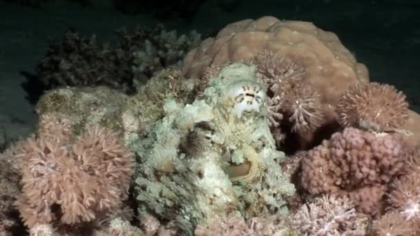 Pulpo blanco Aeginae y disfrazado en fondo arenoso bajo el agua Mar Rojo . — Vídeo de stock