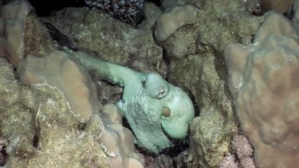 Weißer Oktopus aeginae unter Wasser rotes Meer. — Stockvideo