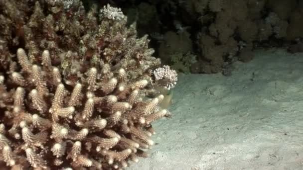 Gele koffervis Ostraciidae vis met vlekken van rode zee. — Stockvideo