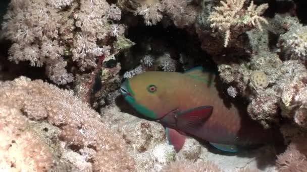 Rusty parrotfish Scarus Ferrugineus eating coral underwater Red sea. — Stock Video