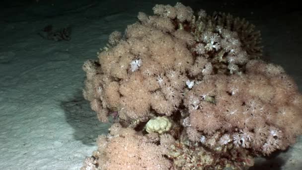 Κίτρινο boxfish Ostraciidae ψάρια με τα σημεία που κρύβονται στα κοράλλια της Ερυθράς Θάλασσας. — Αρχείο Βίντεο