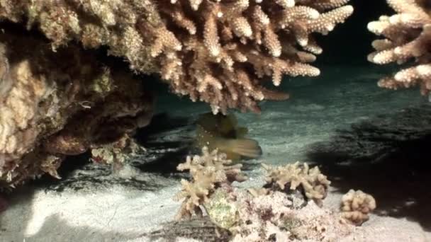 Yellow boxfish Ostraciidae fisk med ställen som gömmer sig i koraller i Röda havet. — Stockvideo