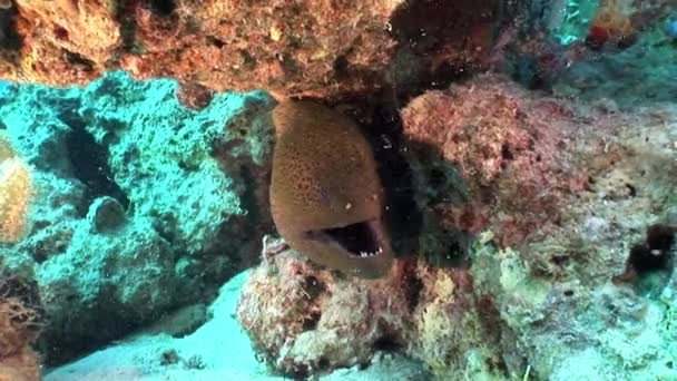Гігантський Gymnothorax Javanicus мурени в чистого прозорі води з червоного моря. — стокове відео
