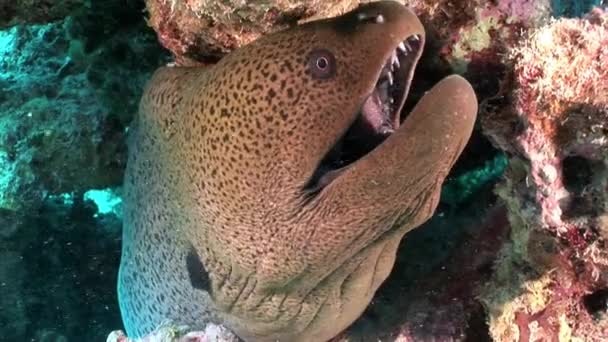 Geant Gymnothorax Javanicus murènes dans l'eau pure transparente de la mer Rouge . — Video