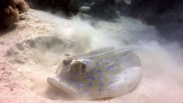 Mancha azul raya Taeniura Lumma madrigueras en la arena bajo el agua Mar Rojo . — Vídeos de Stock