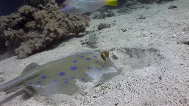 Peces con interés observando raya manchada azul que se entierra en la arena del mar . — Vídeos de Stock