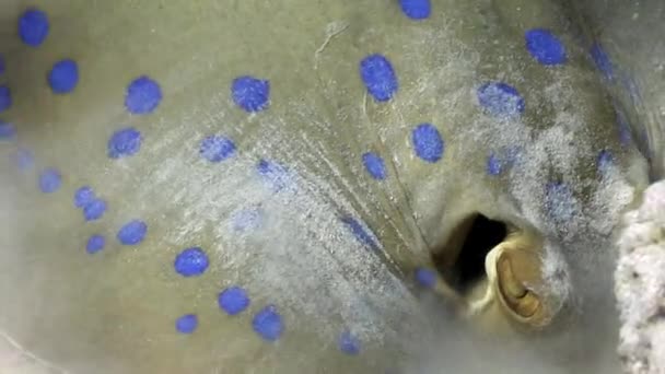 Bluespotted stingray Taeniura Lumma burrows into sand underwater Red sea. — Stock Video