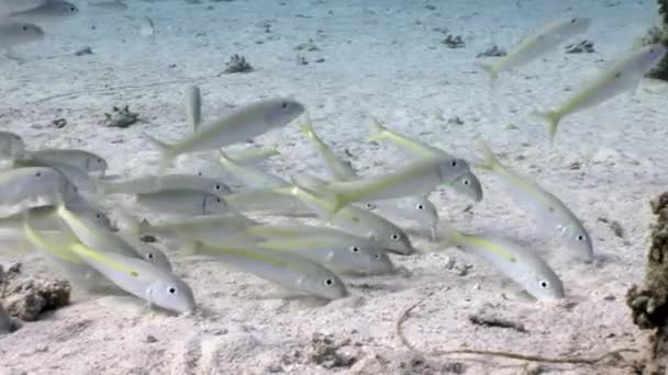 Σχολείο των Yellowstripe μπαρμπούνι Mulloides Flavolineatus ψάρια υποβρύχιας Ερυθρά θάλασσα. — Αρχείο Βίντεο