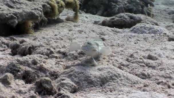 Der gesprenkelte Sandbarsch sitzt regungslos auf dem Meeresboden unter dem Roten Meer. — Stockvideo