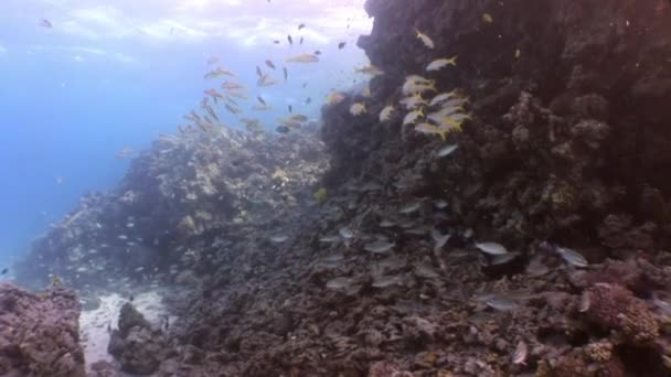 Škola z ryb pod vodou Rudého moře. — Stock video