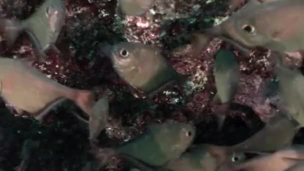 Glänsande fiskstim Cave Sweeper Pempheris Vanicolensis undervattens Röda havet. — Stockvideo