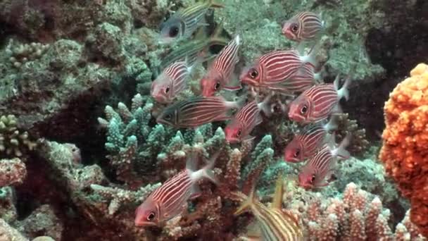 サンゴの水中海の明るい赤のストライプの魚. — ストック動画