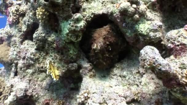 Krake aeginae versteckt sich in Korallen unter rotem Meer. — Stockvideo