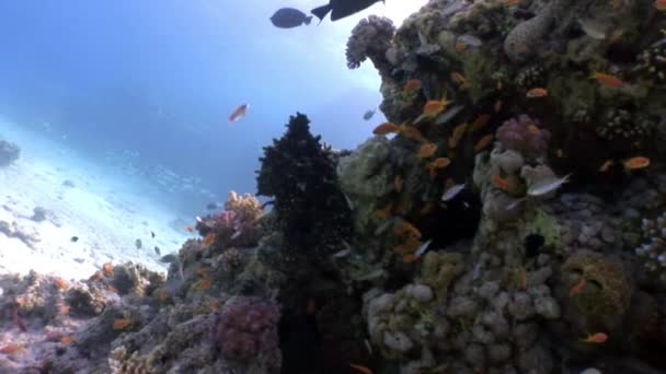 Röd bläckfisk gömmer sig under korall undervattens havet. — Stockvideo