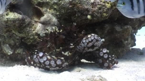 爱的情侣伪装的章鱼藏在珊瑚水下红海. — 图库视频影像