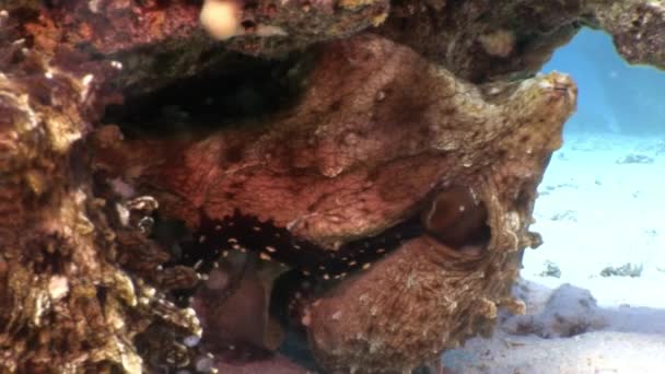 Çift gizli ahtapot saklanarak mercan sualtı Red Sea'deki/daki tr. — Stok video