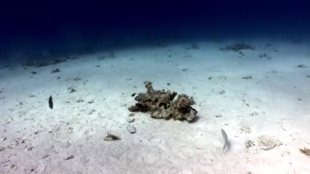 Subaquático relaxar vídeo sobre a natureza marinha em puro transparente do Mar Vermelho . — Vídeo de Stock