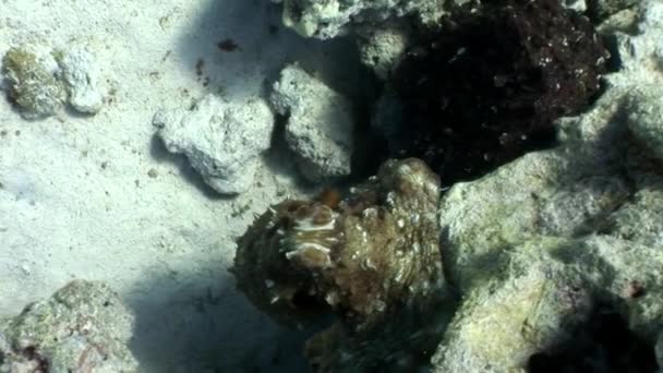 Love couple of disguised Octopus hiding in coral underwater Red sea. — Stock Video