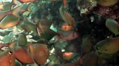 Okul parlak balık mağara Sweeper Pembheris Vanicolensis sualtı Kızıldeniz.