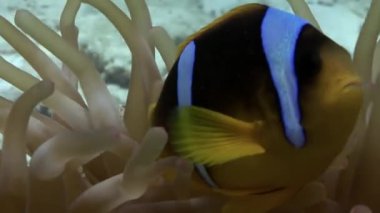 Kırmızı deniz Anemone suyun altında palyaço balığı.