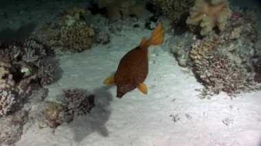 Sarı boxfish Ostraciidae balık spot renkleri Kızıldeniz ile.