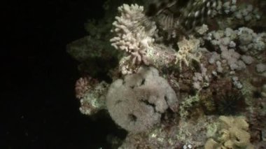 Dev predator ortak lionfish Pterois volitans Red Sea'deki/daki balık avı.