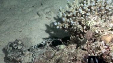 Su altında dinlenmek deniz doğada saf Kızıldeniz saydam hakkında video.