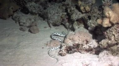 Su altında dinlenmek deniz doğada saf Kızıldeniz saydam hakkında video.