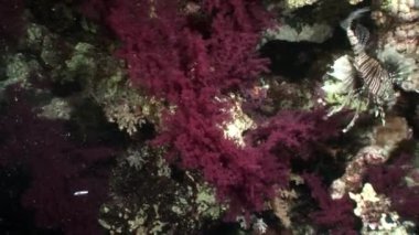 Mercan menekşe mor renkli sualtı Kızıldeniz.