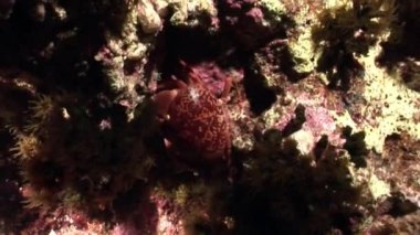 Su altında dinlenmek deniz doğada saf Kızıldeniz saydam hakkında video.