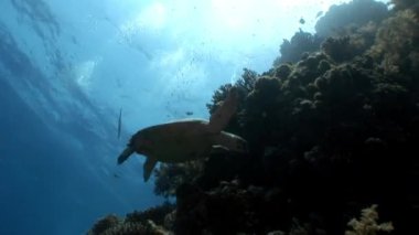 Dev sürüngen Hawksbill deniz kaplumbağası Eretmochelys Imbricata sualtı mercan.
