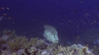 Dev wrasse napoleon balık Mısır'ın Kızıldeniz koyu mavi zemin üzerine.