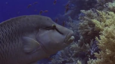 Dev wrasse napoleon balık Mısır'ın Kızıldeniz koyu mavi zemin üzerine.