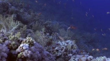 Balık sualtı Kızıldeniz.