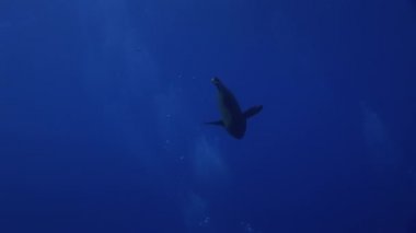 Dev wrasse napoleon balık Mısır'ın Kızıldeniz koyu mavi zemin üzerine.