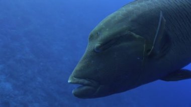 Dev wrasse napoleon balık Mısır'ın Kızıldeniz koyu mavi zemin üzerine.