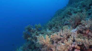 Sualtı video hakkında coral reef saf Kızıldeniz şeffaf sakin ol.