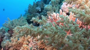 Sualtı video hakkında coral reef saf Kızıldeniz şeffaf sakin ol.