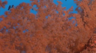Sualtı mercan kırmızı deniz hakkında video sakin ol.