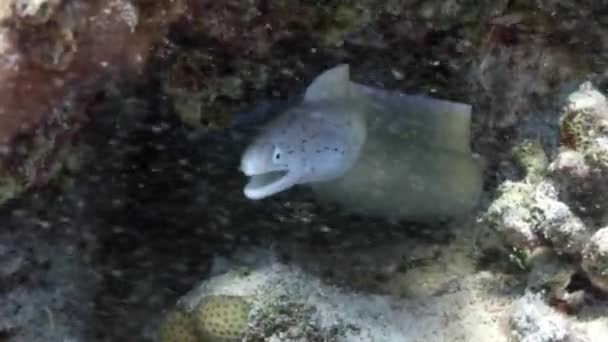 Pepprade moray Siberea familjen undervattens Röda havet i Egypten. — Stockvideo