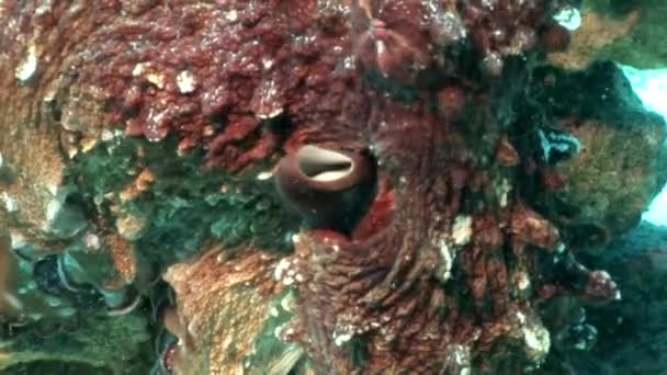 Pulpo disfrazado bajo el agua Mar Rojo . — Vídeos de Stock