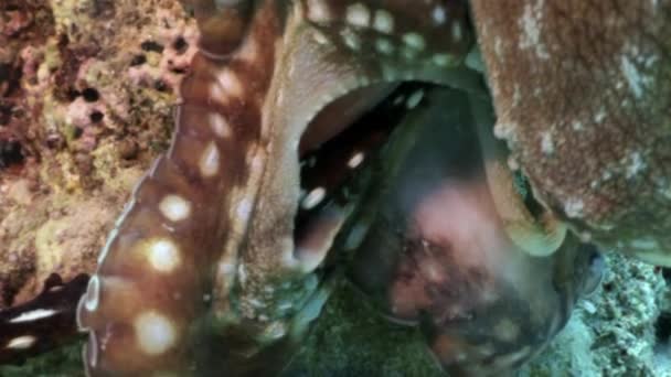Red Octopus undervattens havet. — Stockvideo
